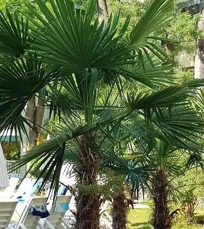 Yassen Village Sunny Beach